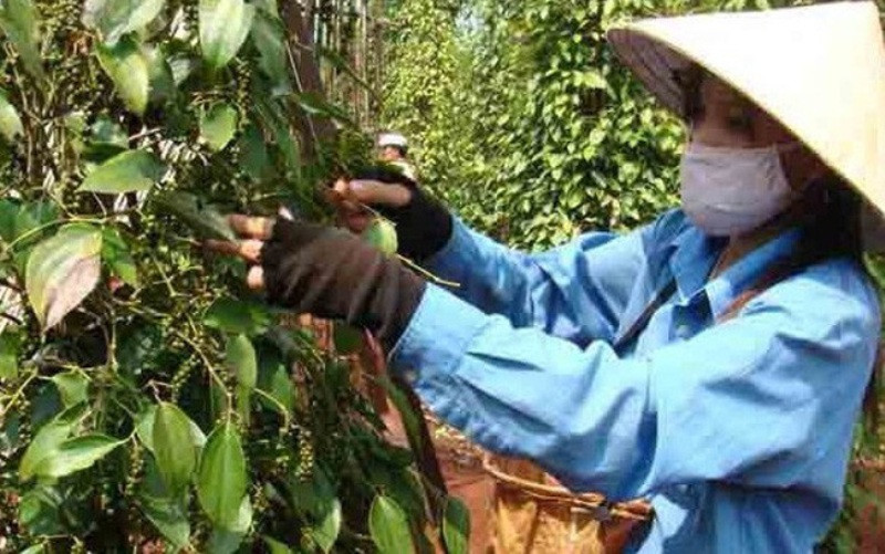 Mặc dù dịch Covid-19 trong nước vẫn diễn biến phức tạp, nhưng hoạt động mua bán hạt tiêu trong nước khá sôi động. (Ảnh minh họa)