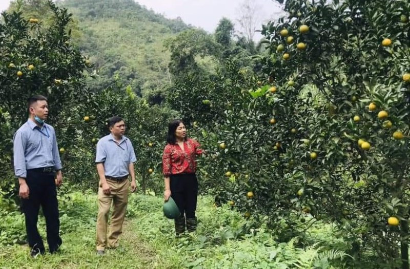 Lãnh đạo huyện Bạch Thông kiểm tra, nắm tình hình tiêu thụ cam quýt.