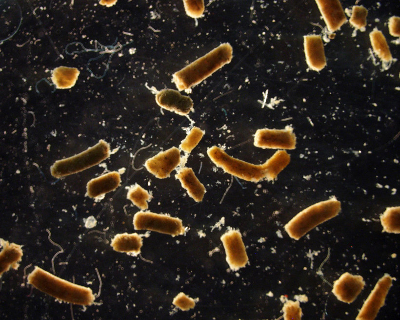 Phân cá được chụp ngoài khơi California, Mỹ. Ảnh: Grace Saba.