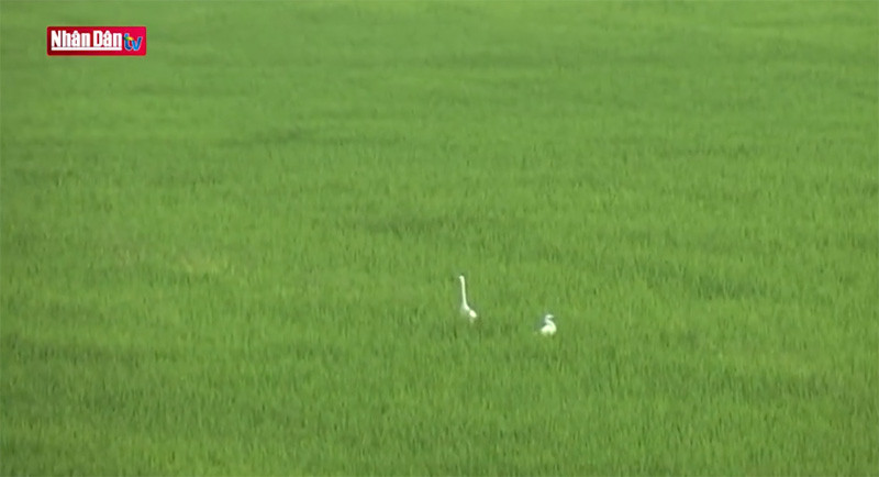 Về miền thốt nốt An Giang