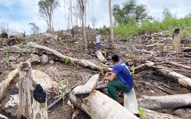 Một trong những vị trí rừng phòng hộ đầu nguồn sông Trà Bương tại thôn Tân Thành, xã Sơn Hội, huyện Sơn Hòa vừa bị chặt phá còn ngổn ngang cây rừng.