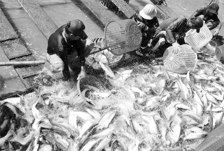 Nghề nuôi cá tra lao đao vì thiếu định hướng quy hoạch vùng có tính ràng buộc.