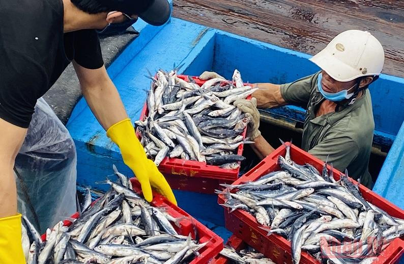 Để giải quyết cho ngư dân, nhiều cảng cá buộc phải cho bốc dỡ hàng trăm tấn hải sản trên các tàu để giảm thiệt hại kinh tế cho tàu khơi xa. 