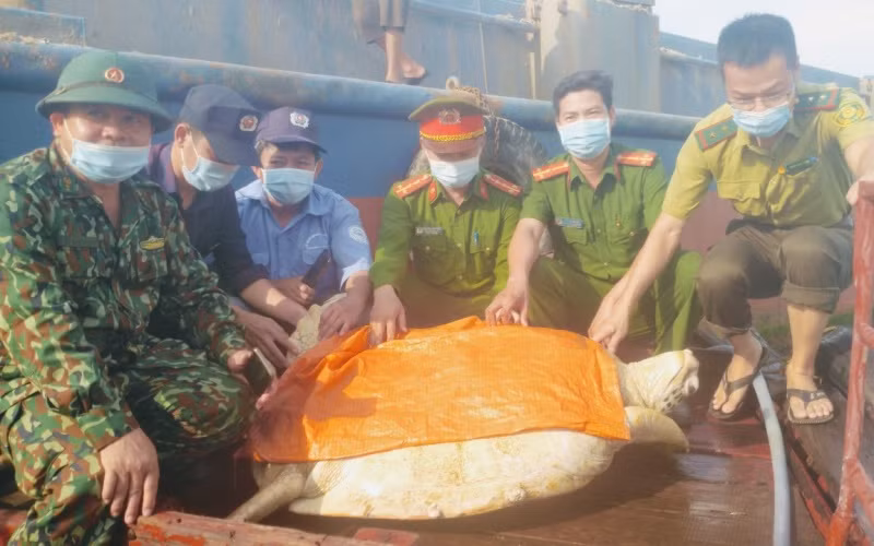 Đưa cá thể rùa quý hiếm nặng hơn 80 kg về lại vùng biển Hà Tĩnh.