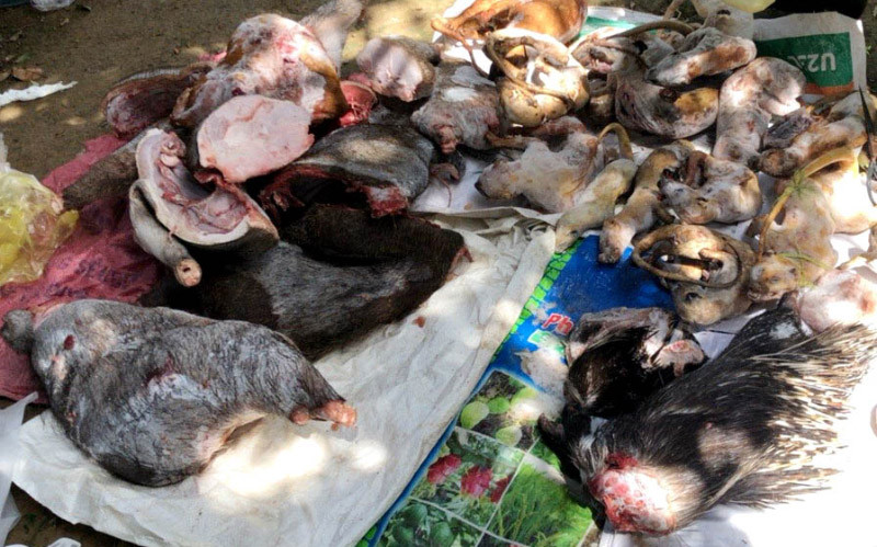 Gần 100 kg động vật rừng phát hiện trong tủ đông