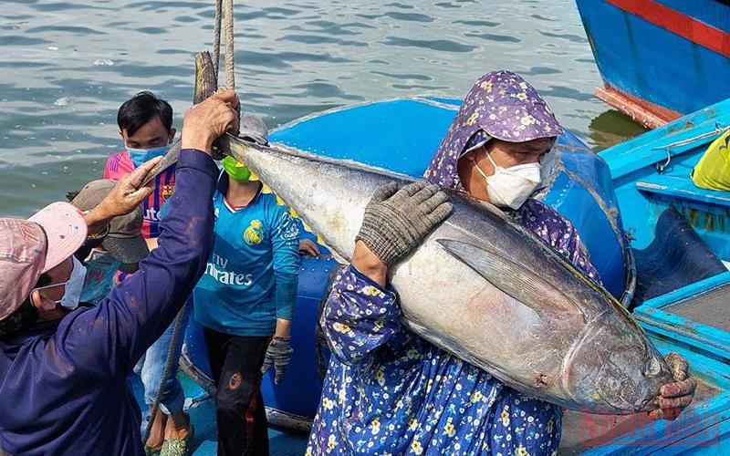 Đánh bắt cá ngừ trong chuyến biển năm nay gặp thuận lợi.
