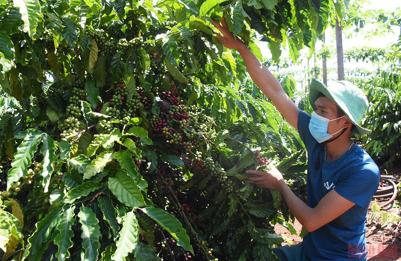 Vườn cà-phê gia đình anh Vũ Văn Hanh (làng Út 1, xã Ia Hrung, huyện Ia Grai) đến thời kỳ chín rộ nhưng thiếu nhân công thu hoạch. (Ảnh: Minh Nguyễn)