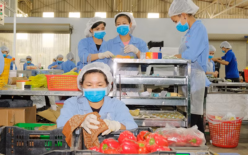 Công nhân Công ty TNHH Sản xuất thương mại nông sản Phong Thúy (Lâm Ðồng) sơ chế trái cây xuất khẩu. Ảnh: QUANG HIẾU
