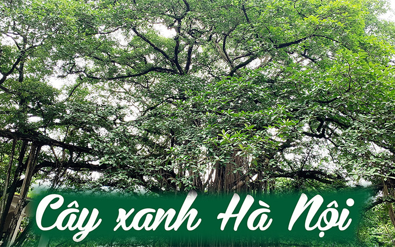 Cây xanh Hà Nội
