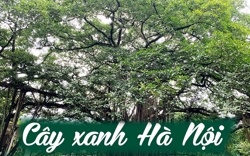 Cây xanh Hà Nội