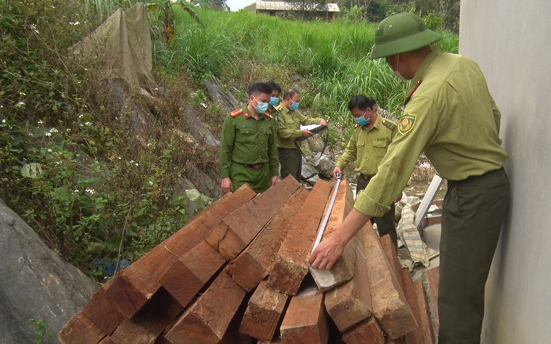 Cán bộ kiểm lâm đo đếm khối lượng lâm sản thu giữ.