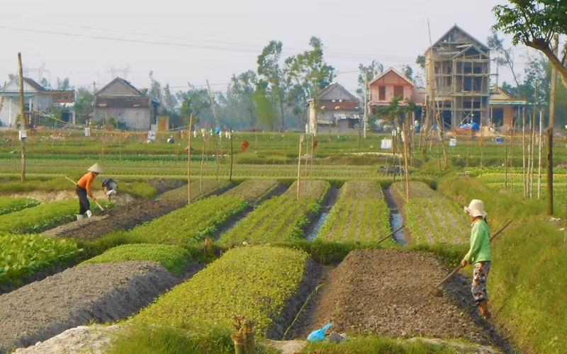 Nông dân phường Quảng Long, thị xã Ba Đồn (Quảng Bình) trồng rau chuẩn bị cho vụ rau Tết.