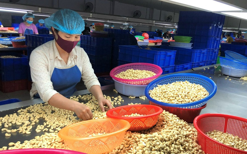 Công nhân sơ chế nhân điều tại một doanh nghiệp chế biến hạt điều ở tỉnh Bình Phước.