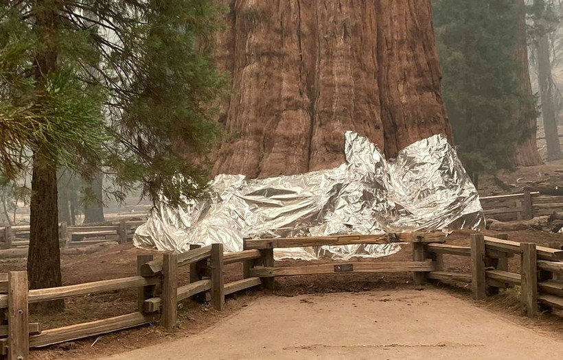 Cây lớn nhất thế giới General Sherman được bọc trong giấy bạc để bảo vệ khỏi đám cháy đang hoành hành ngày 17/9. Ảnh: Reuters.