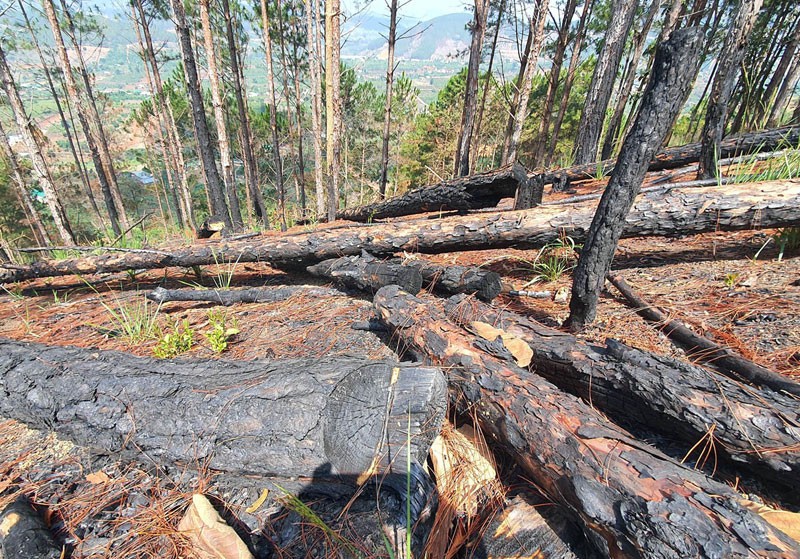 Hàng loạt cây thông bị cưa hạ, đốt cháy tại hiện trường.