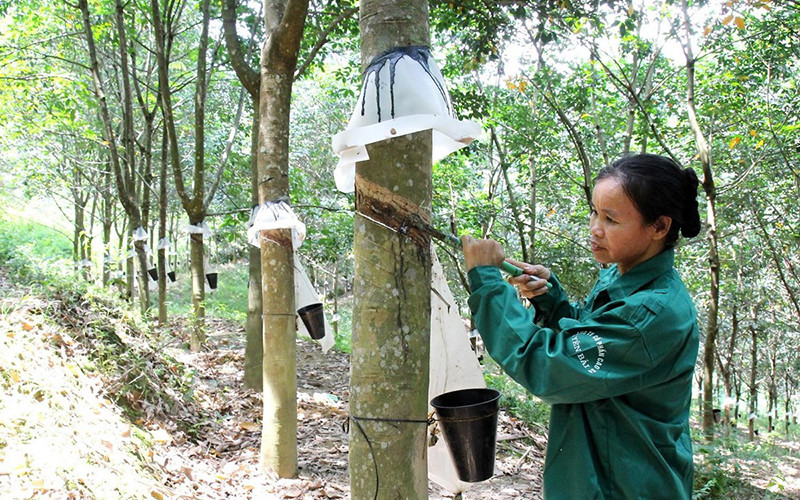 Thu hoạch mủ cao-su. (Ảnh: TTXVN)