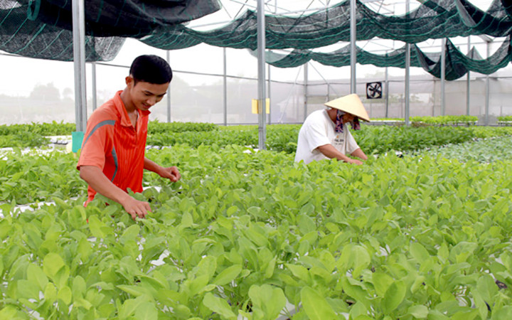 Trồng rau thủy canh trong nhà màng tại trang trại Saomaifarm (xã Long Mỹ, huyện Đất Đỏ).