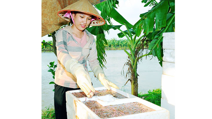 Rươi mang lại nguồn thu nhập đáng kể cho người dân.