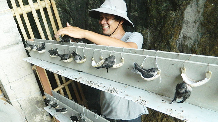 Những “bố nuôi” mát tay của chim yến.