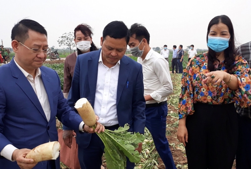 Lãnh đạo các sở, ngành TP Hà Nội và huyện Mê Linh đi kiểm tra việc thu hoạch củ cải tại xã Tráng Việt.