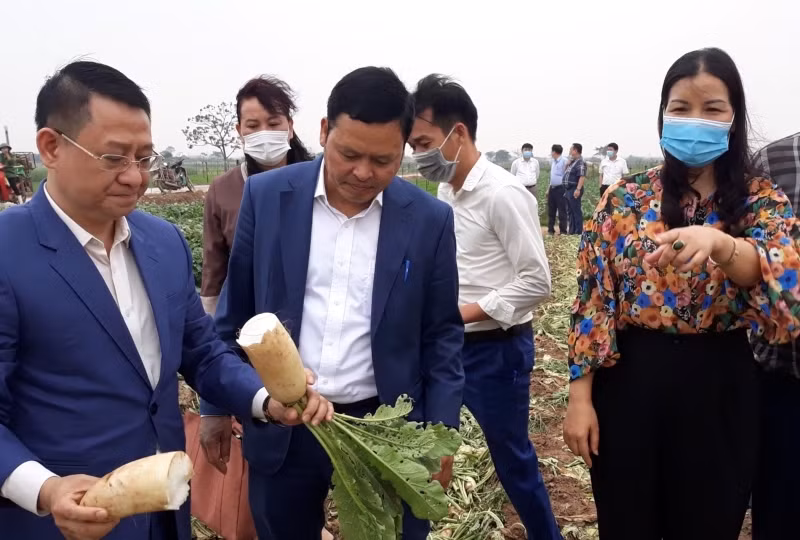 Lãnh đạo các sở, ngành TP Hà Nội và huyện Mê Linh đi kiểm tra việc thu hoạch củ cải tại xã Tráng Việt.