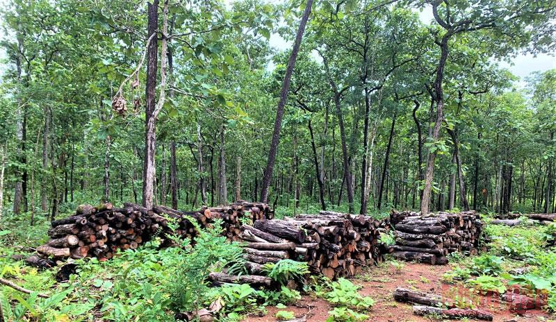 Tại các bãi tập kết này có hàng chục cây gỗ dài, có đường kính từ 20-30cm nằm ngổn ngang nhưng Trung tâm Bảo tồn voi Đắk Lắk không biết số gỗ này từ đâu mà có.