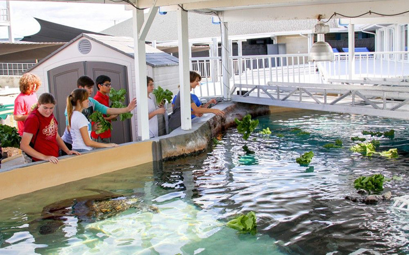 Xà lách và lợn biển