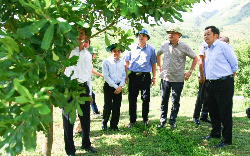 Lãnh đạo UBND tỉnh Điện Biên kiểm tra các dự án mắc-ca tại huyện Tuần Giáo.