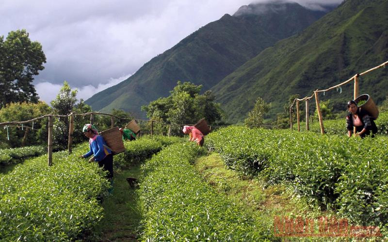 Thị trường trong nước giúp bù đắp một phần doanh thu cho doanh nghiệp chè.