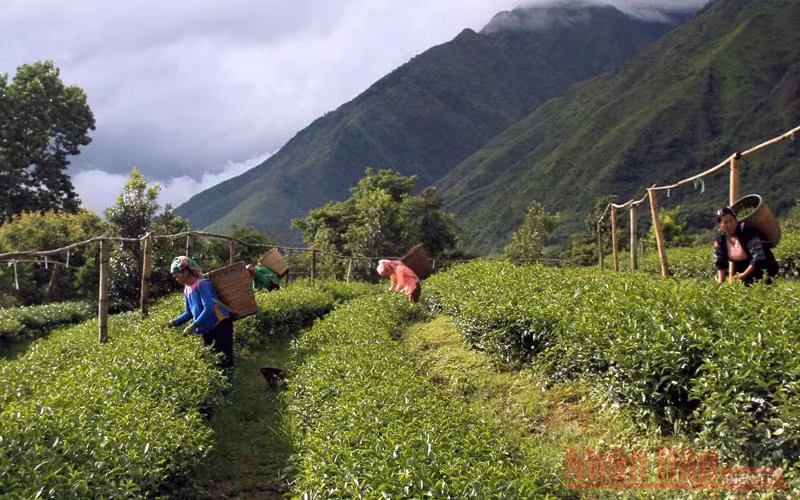 Thị trường trong nước giúp bù đắp một phần doanh thu cho doanh nghiệp chè.