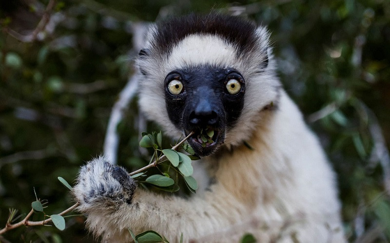 Những bức ảnh tuyệt đẹp về động vật hoang dã