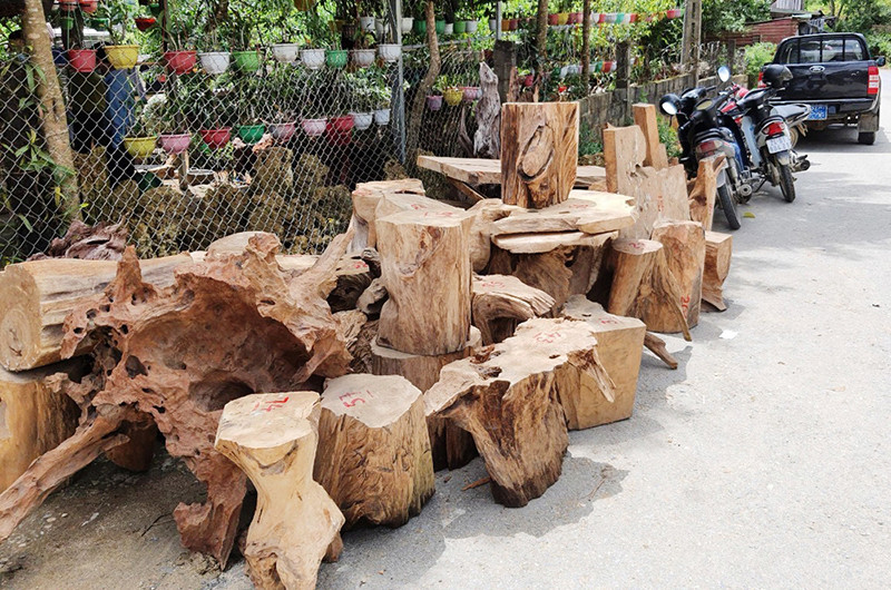 Gỗ pơ mu bị lực lượng chức năng thu giữ.