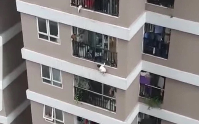 Cháu N.P.H. trèo qua lan can căn hộ chung cư. (Ảnh: Vũ Quang Sơn)