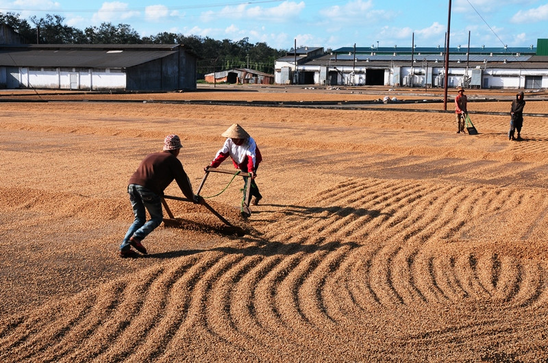 Nông dân tiến hành phơi cà-phê sau khi thu hoạch.