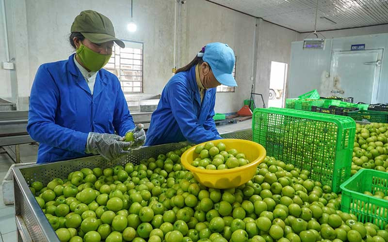 Công nhân Công ty TNHH Sản xuất, thương mại, dịch vụ Ba Mọi, huyện Ninh Phước (Ninh Thuận) phân loại, chọn quy cách quả táo trồng theo hướng VietGap sau thu hoạch để cung ứng cho thị trường trên cả nước. 