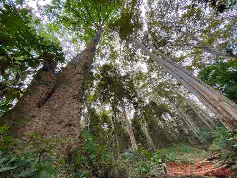 Rừng xăng lẻ, niềm tự hào xứ Nghệ.