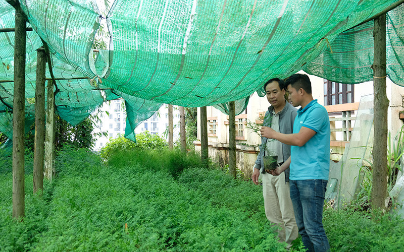 Cán bộ Vườn quốc gia Hoàng Liên theo dõi, đánh giá sinh trưởng của cây vân sam Fansipan.