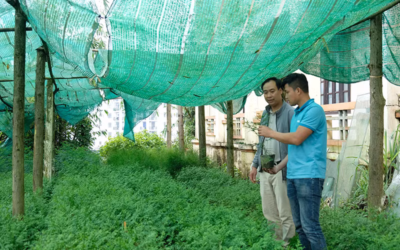 Cán bộ Vườn quốc gia Hoàng Liên theo dõi, đánh giá sinh trưởng của cây vân sam Fansipan.