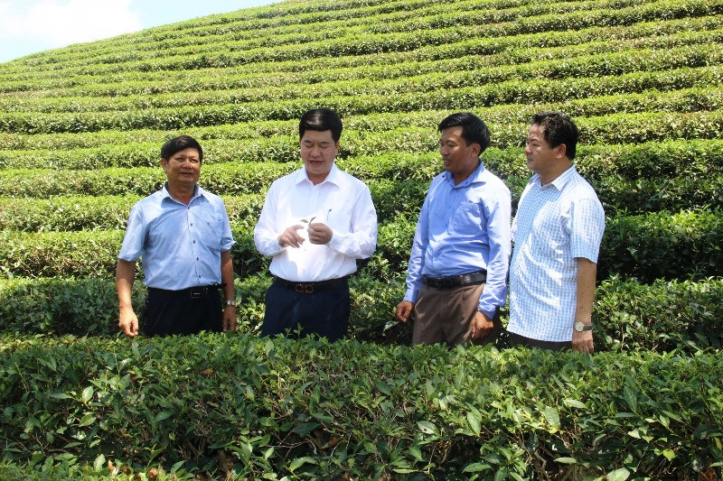 Kiểm tra phát triển cây chè.