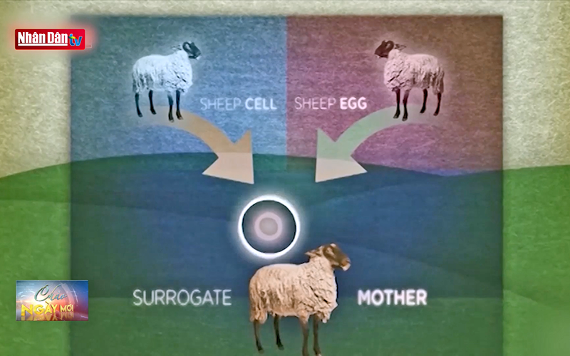 Ngày này năm xưa Cừu Dolly và hành trình 24 năm của nhân bản vô tính