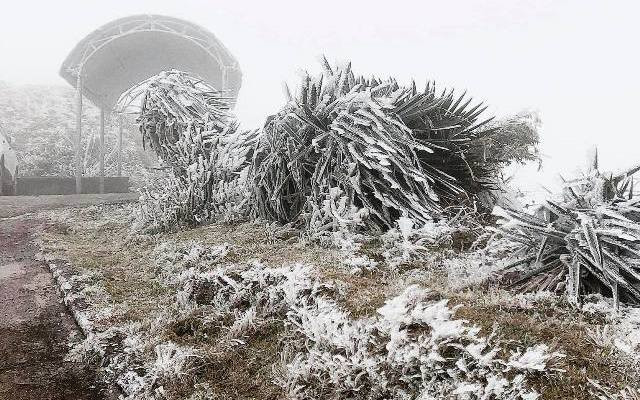 Băng giá phủ kín đỉnh đèo Ô Quý Hồ, thị xã Sa Pa, Lào Cai ngày 9/1/2021 (Ảnh minh họa: Quốc Hồng-TN).