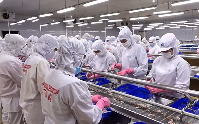 Công ty Cổ phần thủy sản Minh Phú Hậu Giang duy trì hoạt động theo phương án “3 tại chỗ”.