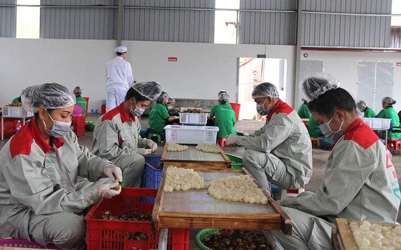 Công nhân Công ty xuất, nhập khẩu Sơn La ở phường Chiềng Sinh, TP Sơn La chế biến long nhãn xuất khẩu. (Ảnh LUYỆN NGỌC TUẤN)
