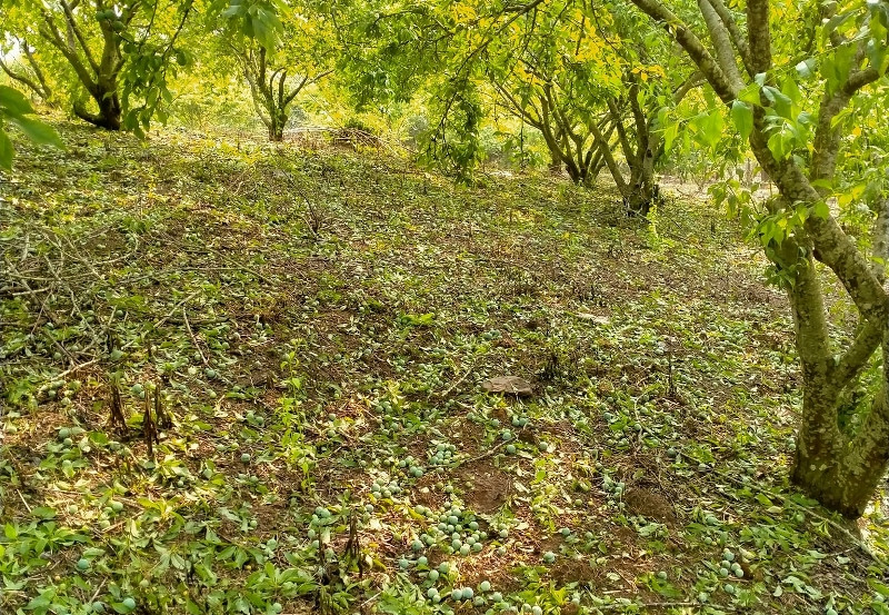 Mưa đá gây thiệt hại nhiều diện tích mận hậu tại xã Chiềng Sung.