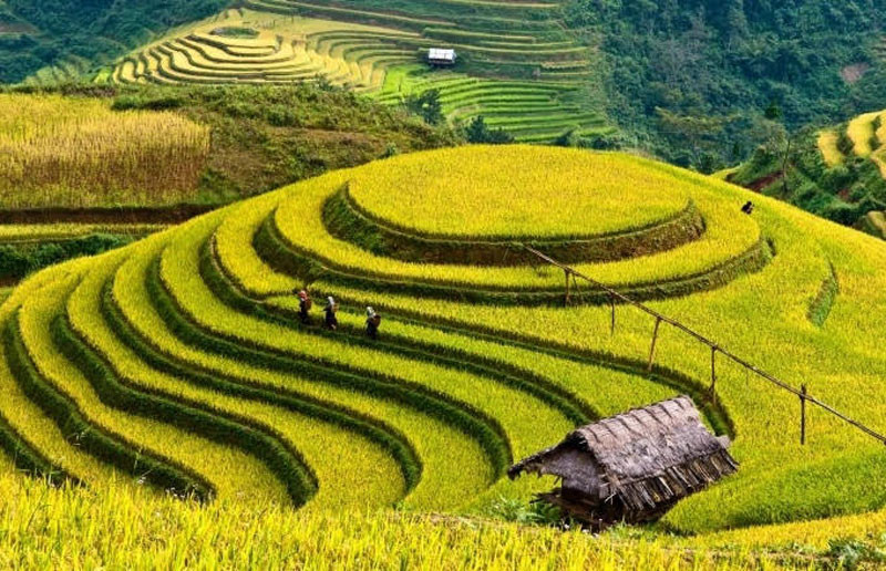 Đồi mâm xôi, điểm đến hấp dẫn của huyện Mù Cang Chải.