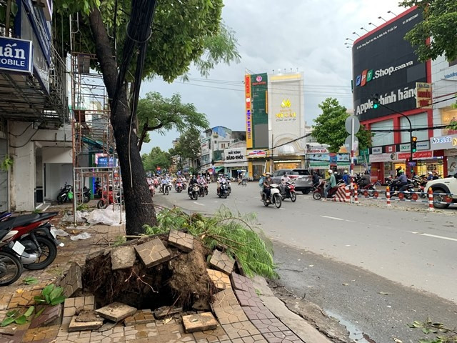 Mưa lớn kèm giông lốc, hàng loạt cây xanh ở Cần Thơ đổ ngã