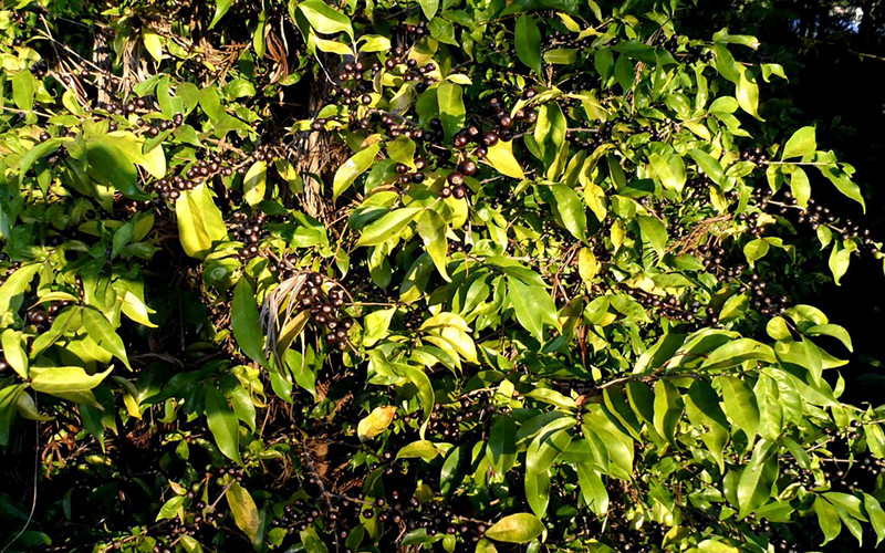 Ảnh minh họa. (Nguồn: Reuters)