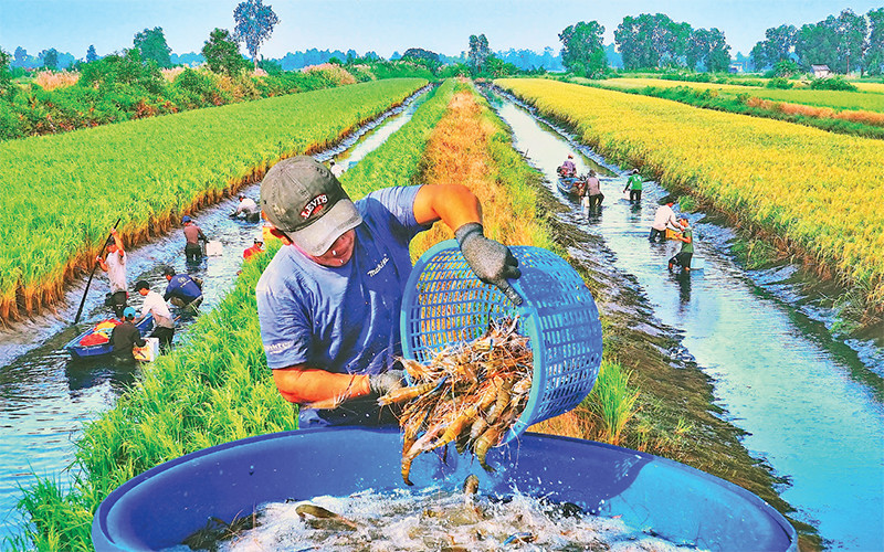 Nông dân xã Trí Phải (huyện Thới Bình, Cà Mau) thu hoạch tôm sinh thái trên đồng lúa hữu cơ. Ảnh: Văn Ðời