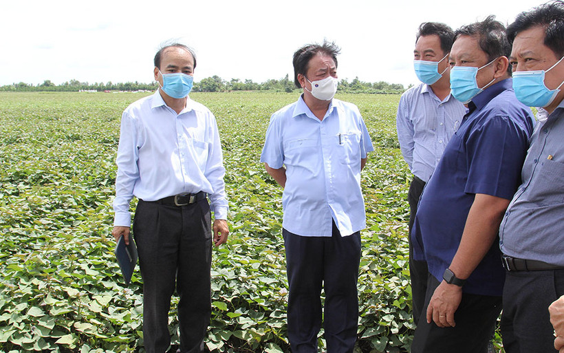 Bộ trưởng Lê Minh Hoan thăm cánh đồng trồng khoai lang tại huyện Bình Tân, tỉnh Vĩnh Long. 