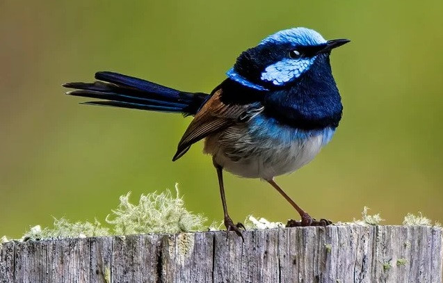 Chim hồng tước, một trong những loài được nghiên cứu về sự tiến hóa. Ảnh: Getty Images.